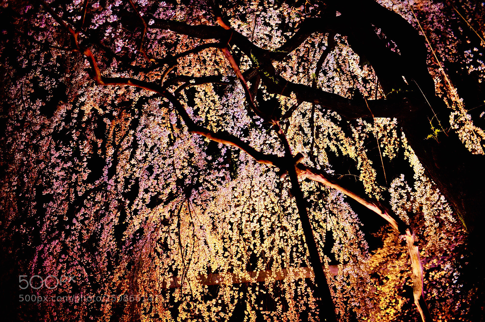 Nikon D5000 sample photo. Untitled photography