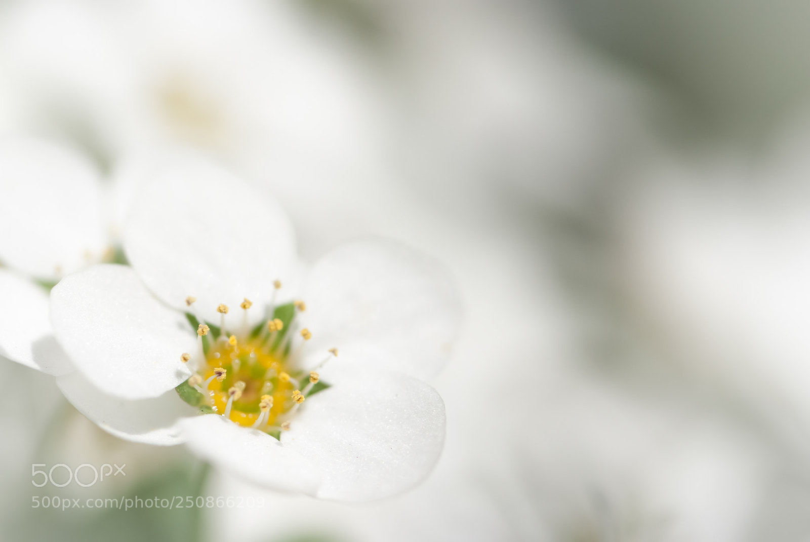 Fujifilm FinePix S5 Pro sample photo. Yuki-yanagi photography