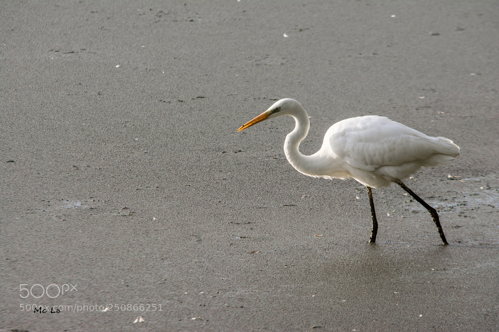 Nikon D7100 sample photo. Grande aigrette blanche ardea photography
