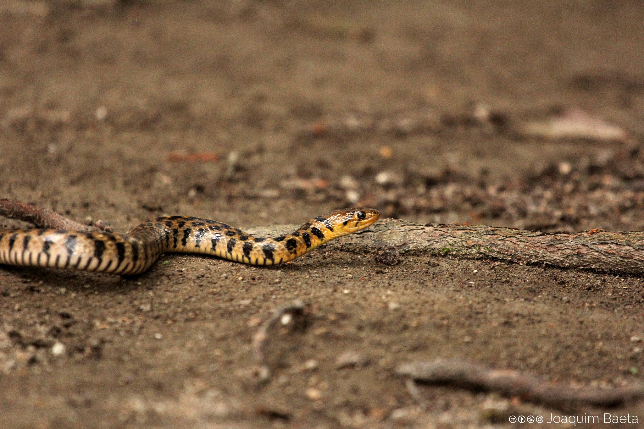 Canon EOS 60D + Canon EF 70-200mm F4L USM sample photo. Xenochrophis melanzostus photography