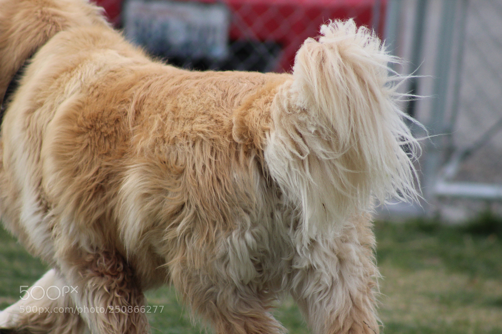 Canon EOS 1300D (EOS Rebel T6 / EOS Kiss X80) sample photo. Fluffy bottom photography