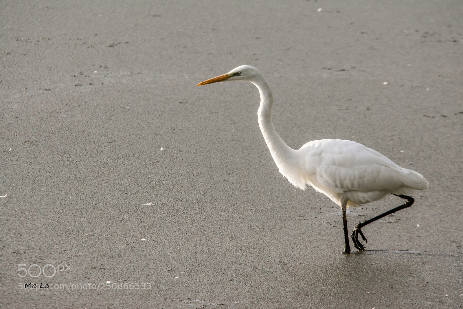 Nikon D7100 sample photo. Grande aigrette blanche ardea photography