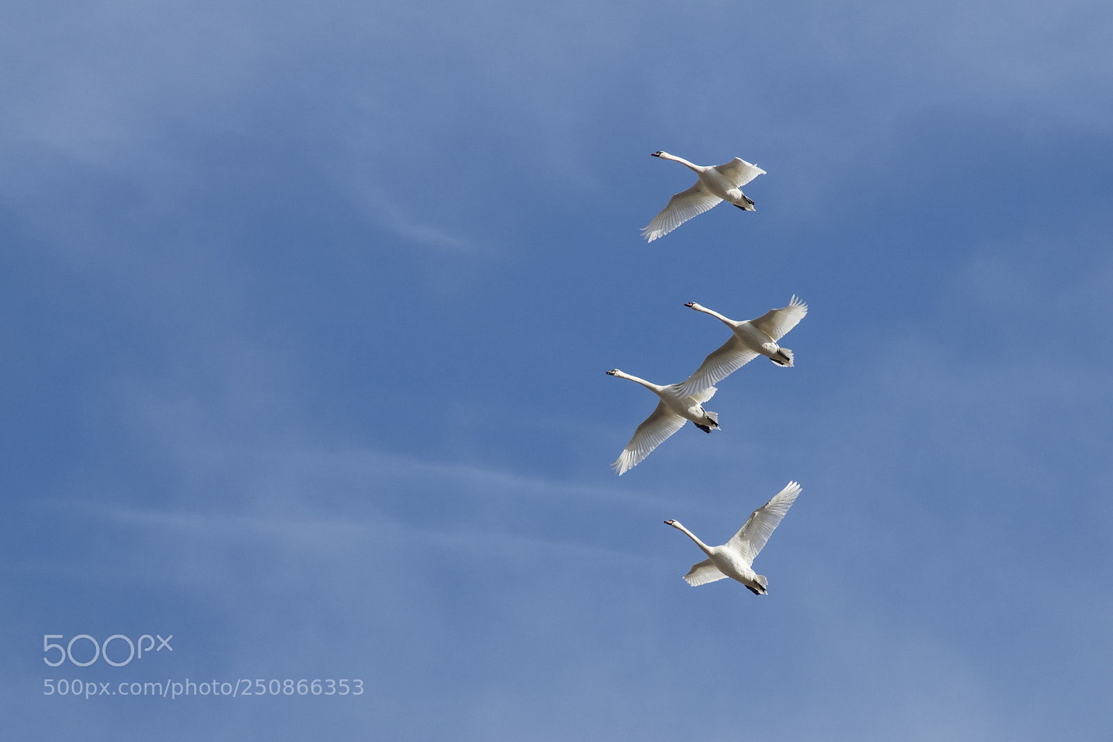 Sony ILCA-77M2 sample photo. Swans flying bya photography