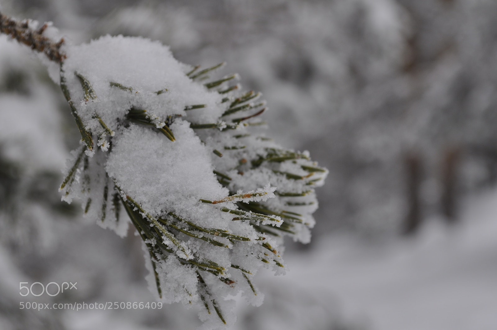 Nikon D5000 sample photo. Winter photography