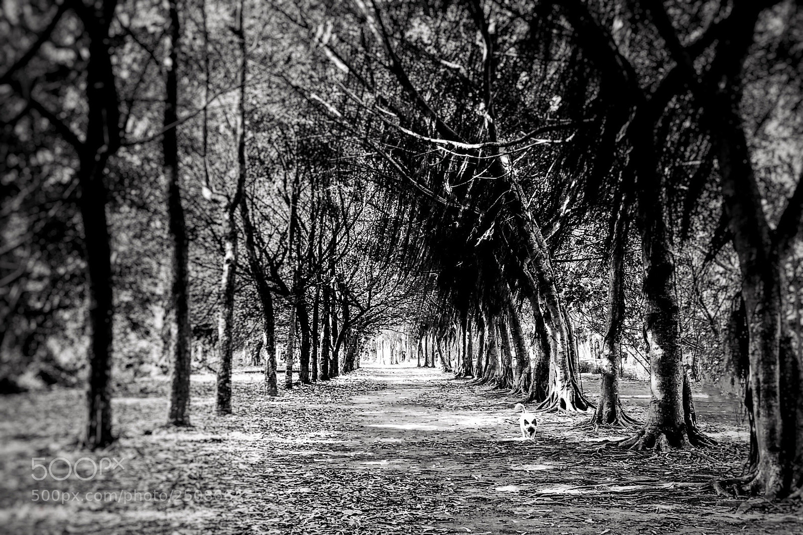 Apple iPhone 8 Plus sample photo. Trees photography