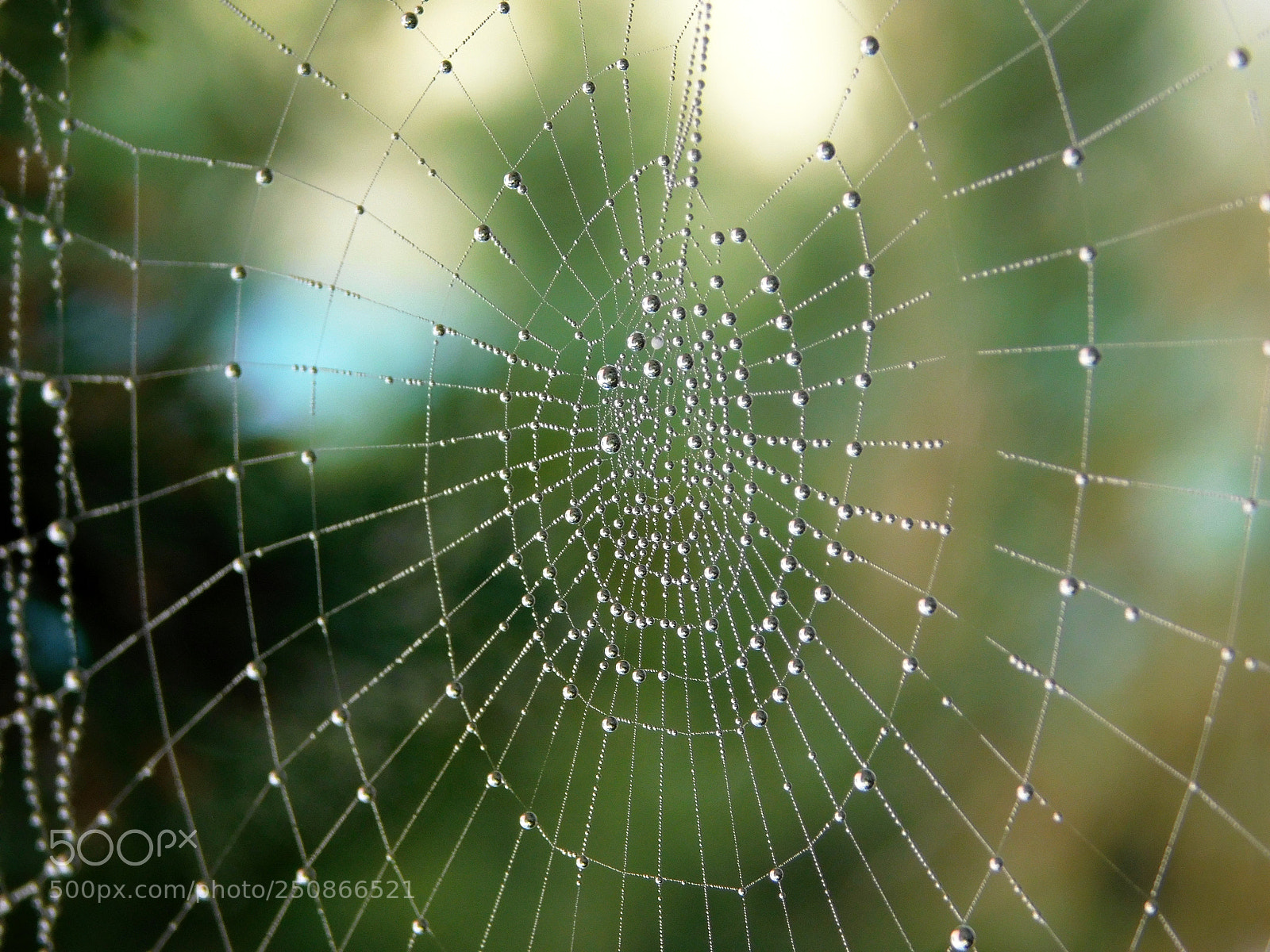Nikon Coolpix L840 sample photo. Raindrops on the spiderweb photography