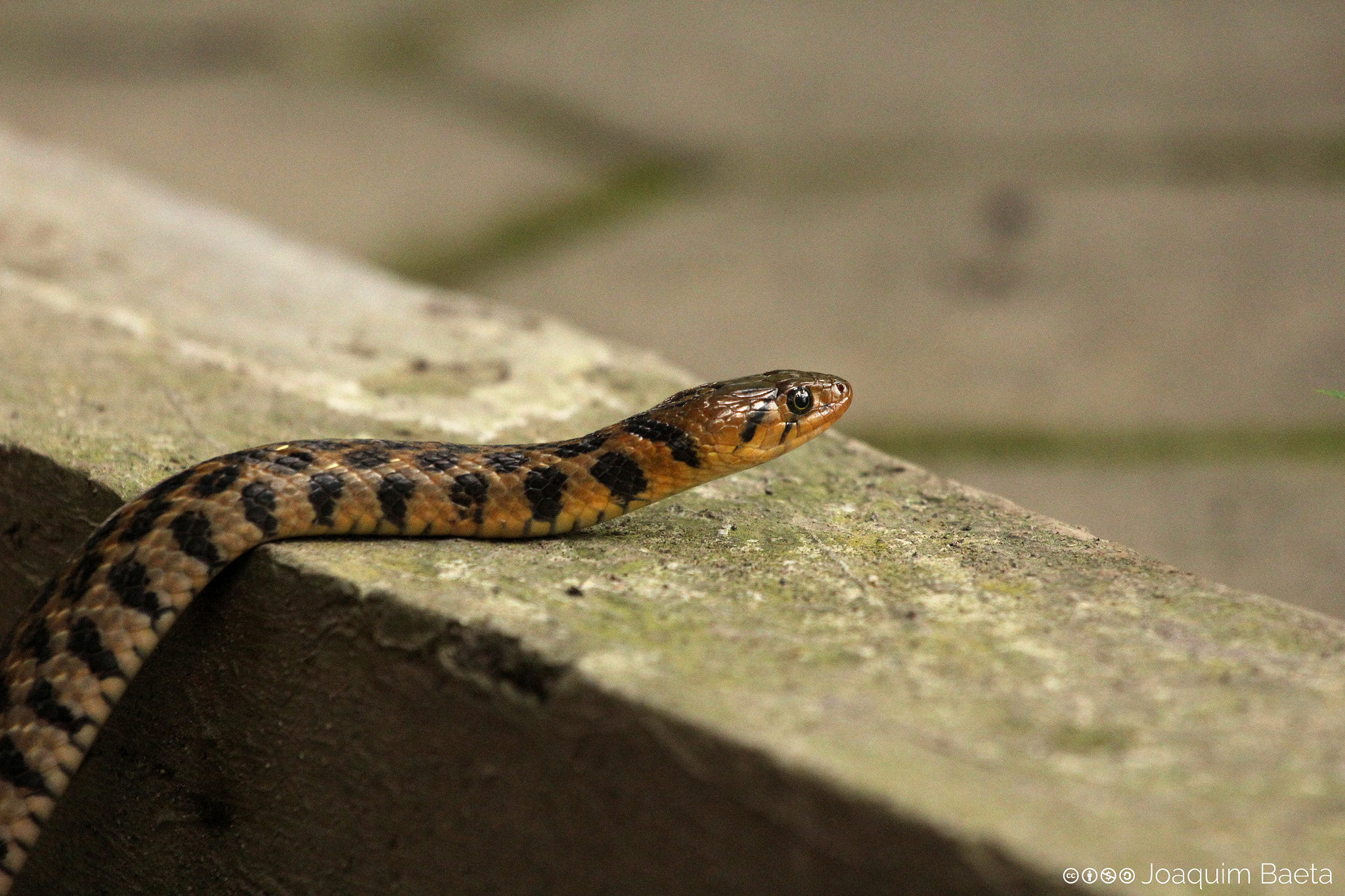 Canon EOS 60D + Canon EF 70-200mm F4L USM sample photo. Xenochrophis melanzostus photography