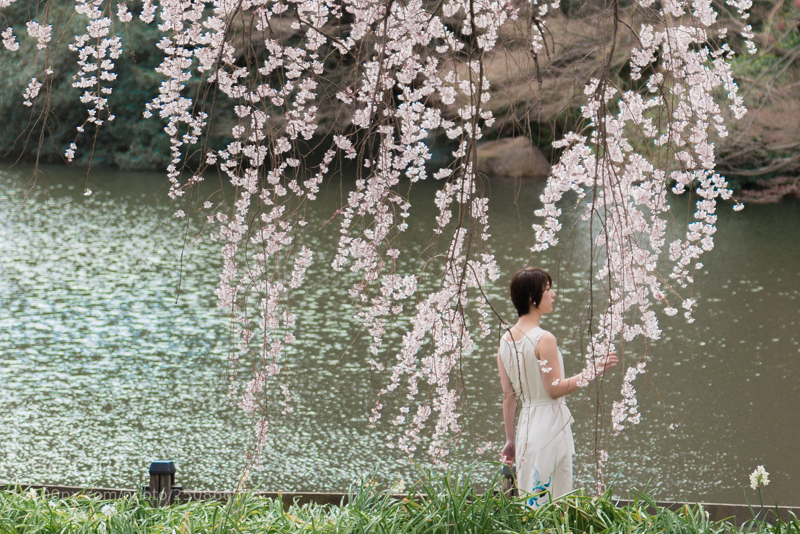 Nikon D800 sample photo. Cherry blossoms photography