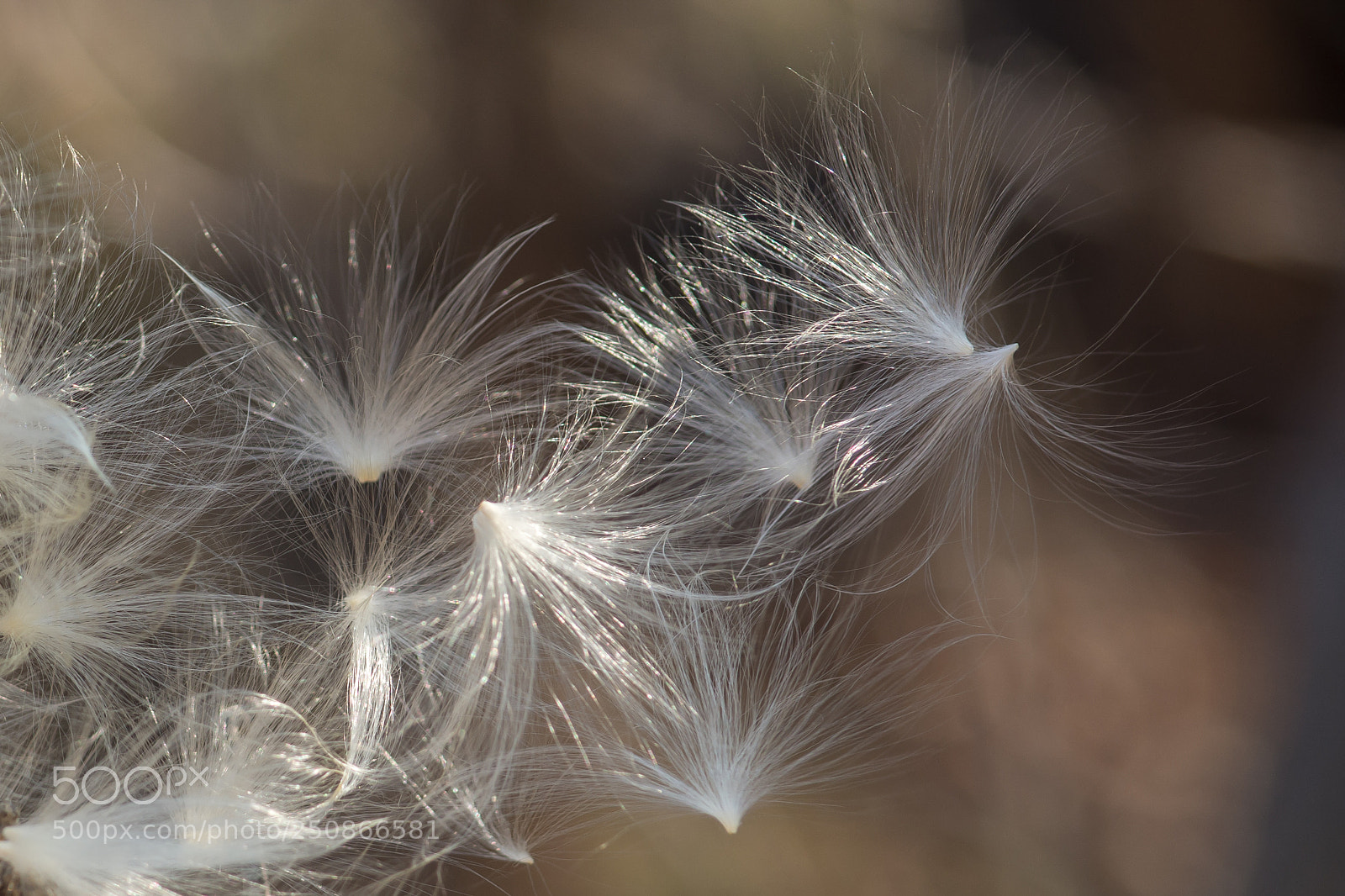 Nikon D7100 sample photo. Blowin in the wind photography