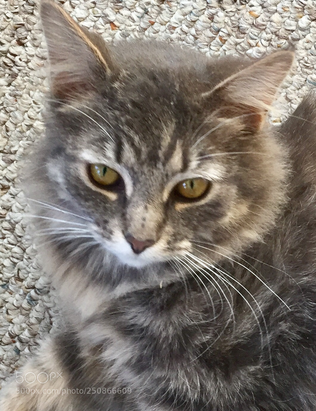 Apple iPhone 6 sample photo. Fluffy kitty photography