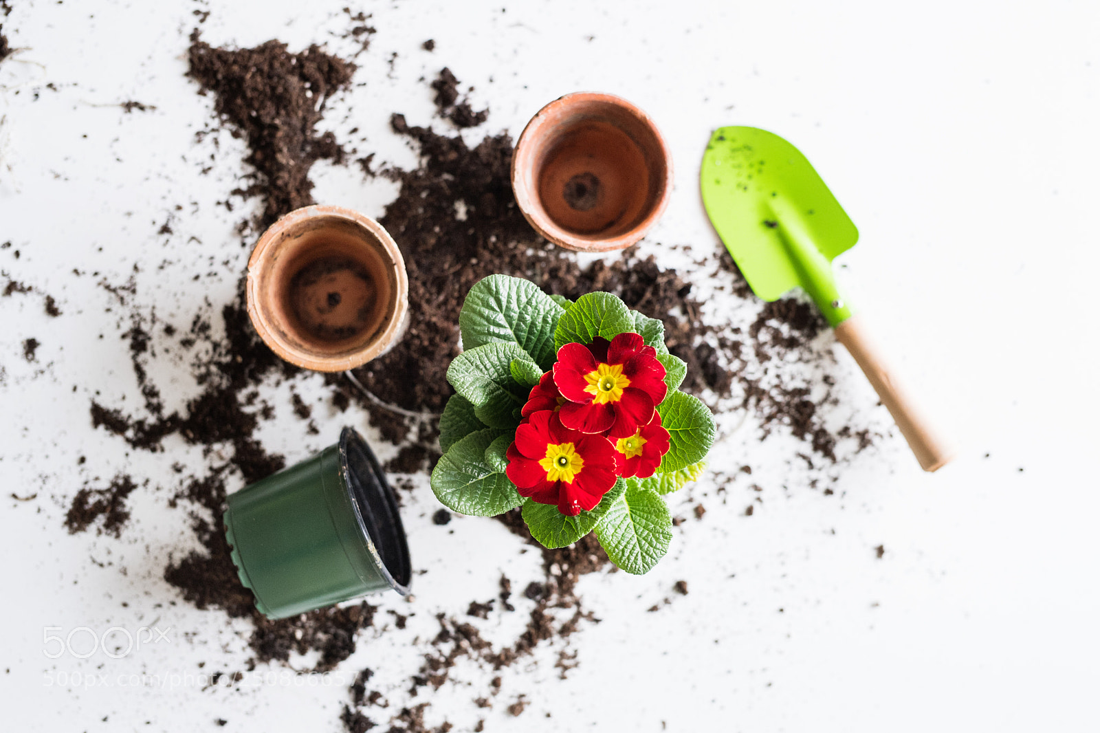 Nikon D5 sample photo. Spring and planting seedlings photography
