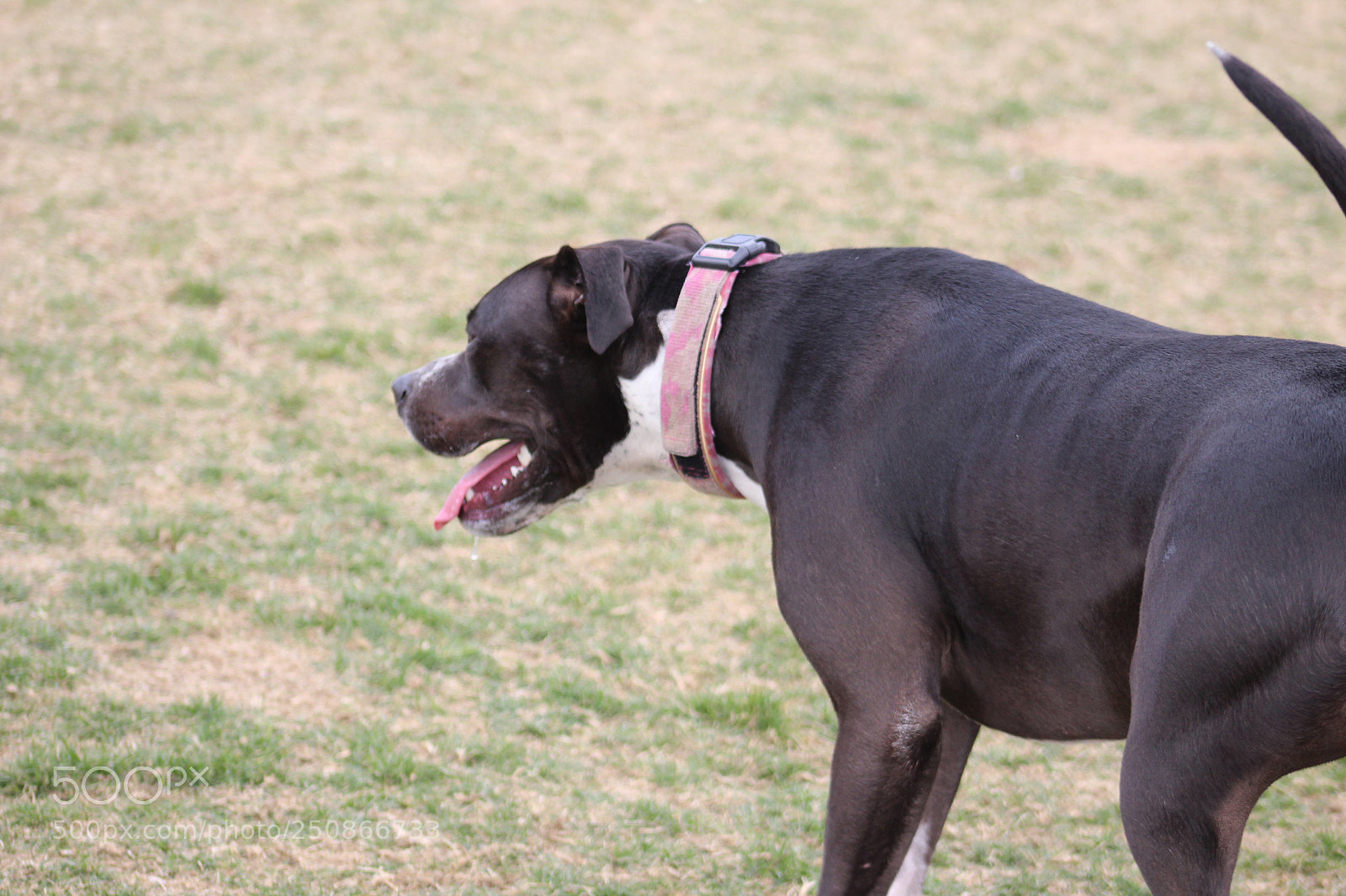 Canon EOS 1300D (EOS Rebel T6 / EOS Kiss X80) sample photo. Bully breed photography