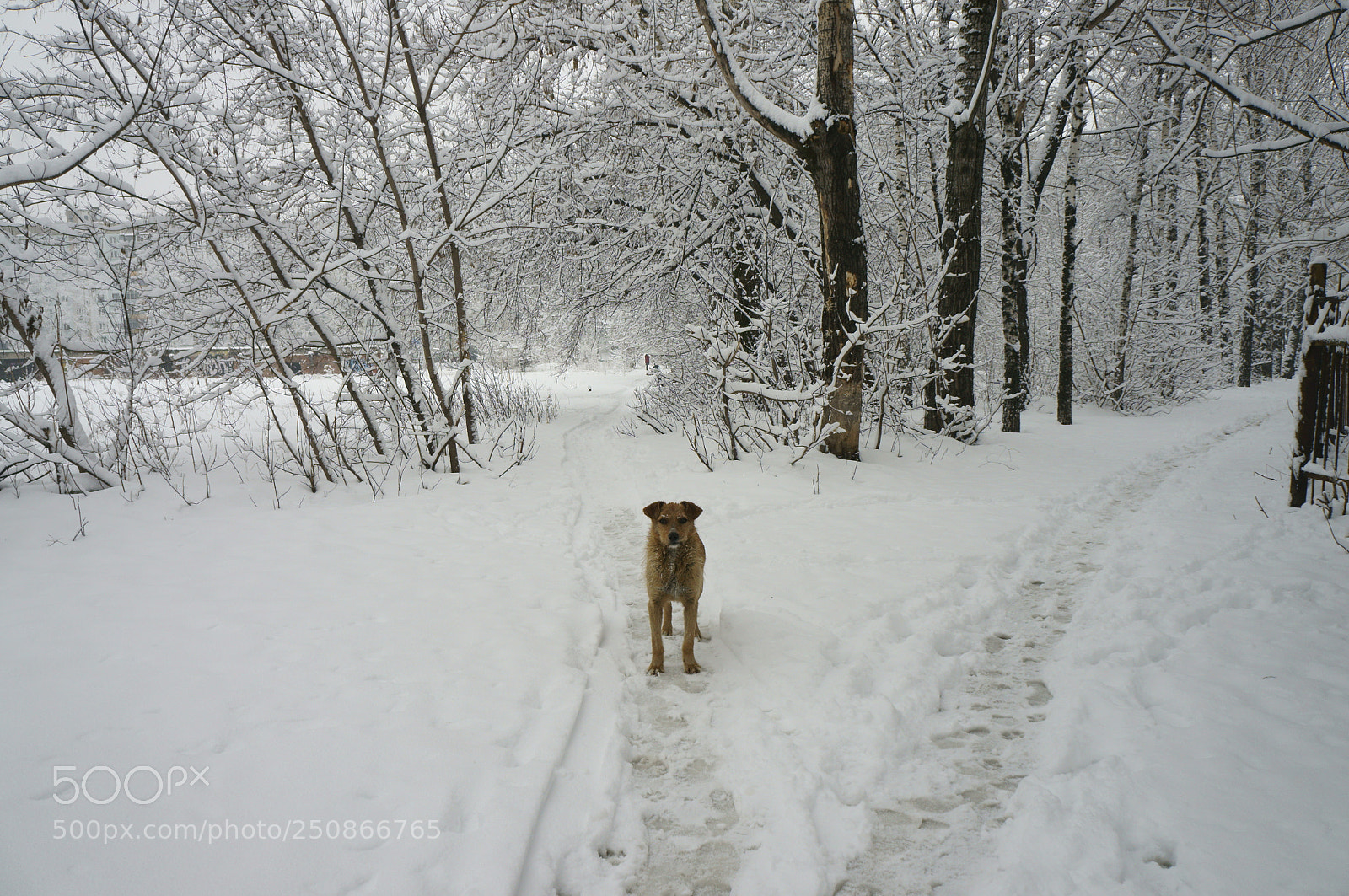 Sony Alpha NEX-5T sample photo. Dog photography