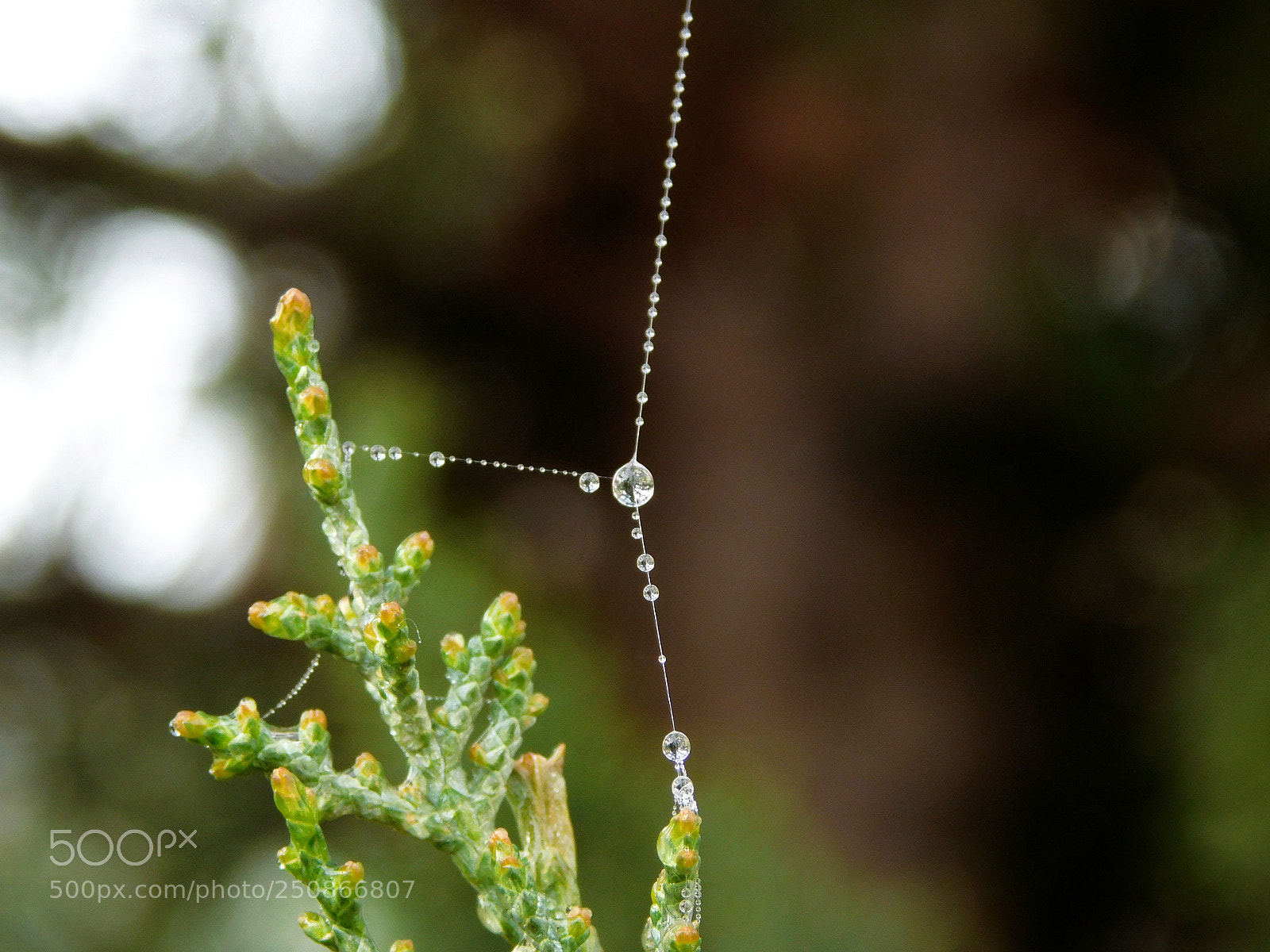 Nikon Coolpix L840 sample photo. Raindrops on the spiderweb photography