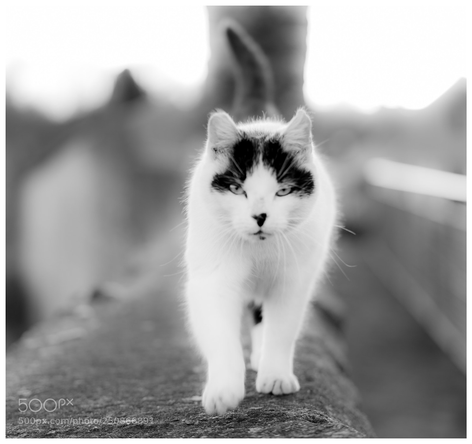 Sony a7 sample photo. My cat photography