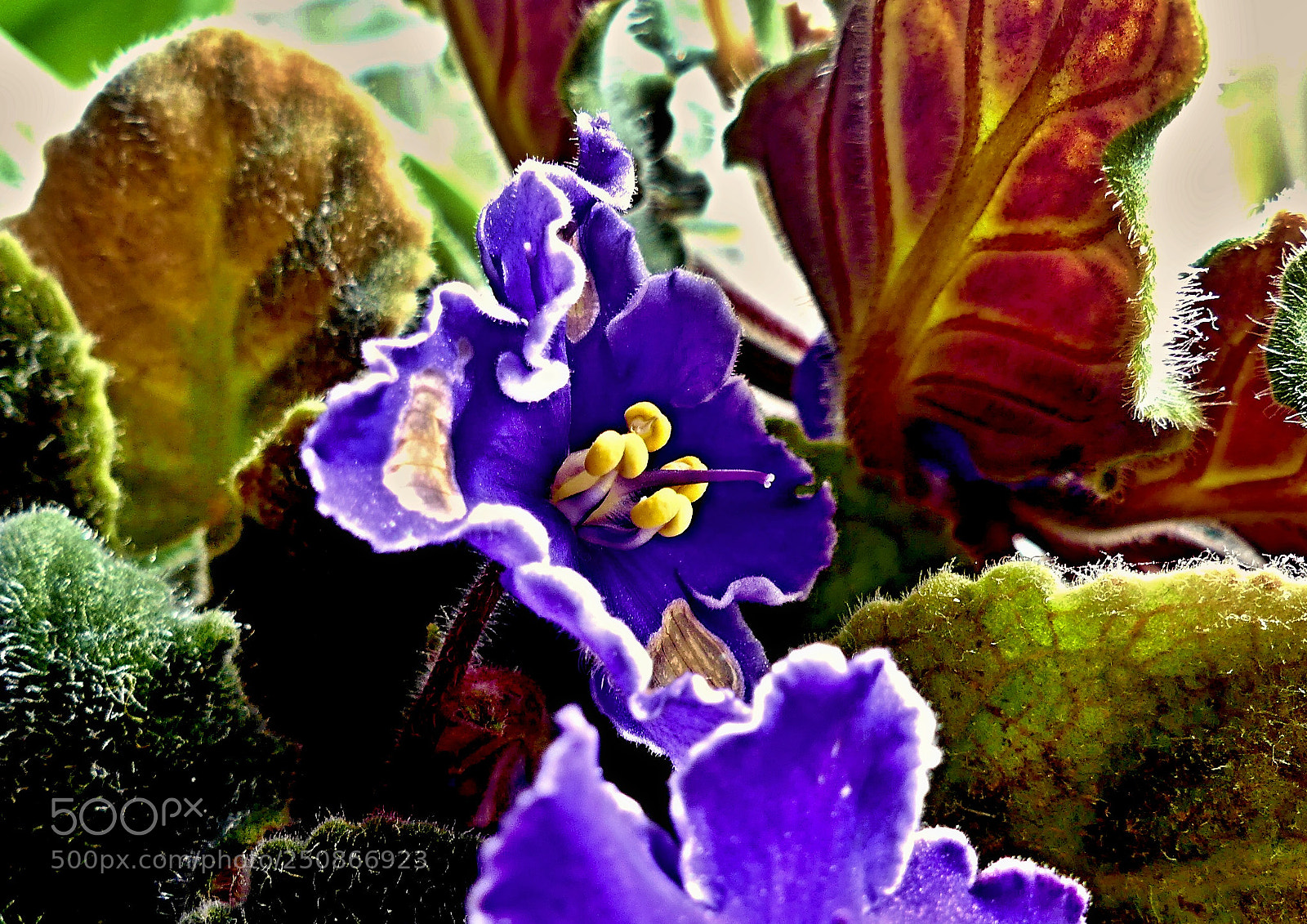 Panasonic Lumix DMC-FZ300 sample photo. Untitled photography