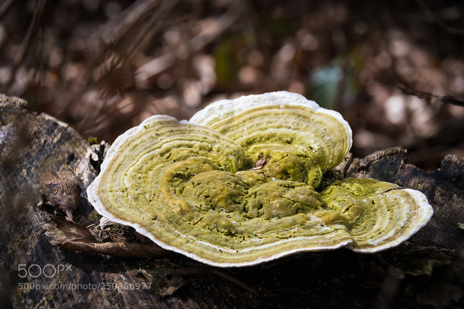 Nikon D500 sample photo. Fungi on a tree photography
