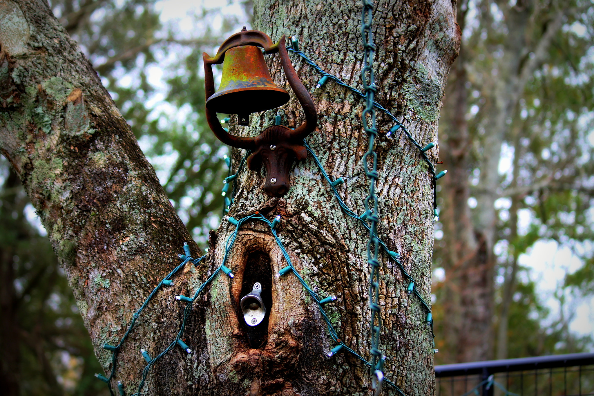 Canon EOS 1100D (EOS Rebel T3 / EOS Kiss X50) sample photo. Longhorn bell, louisiana, december 2011 photography