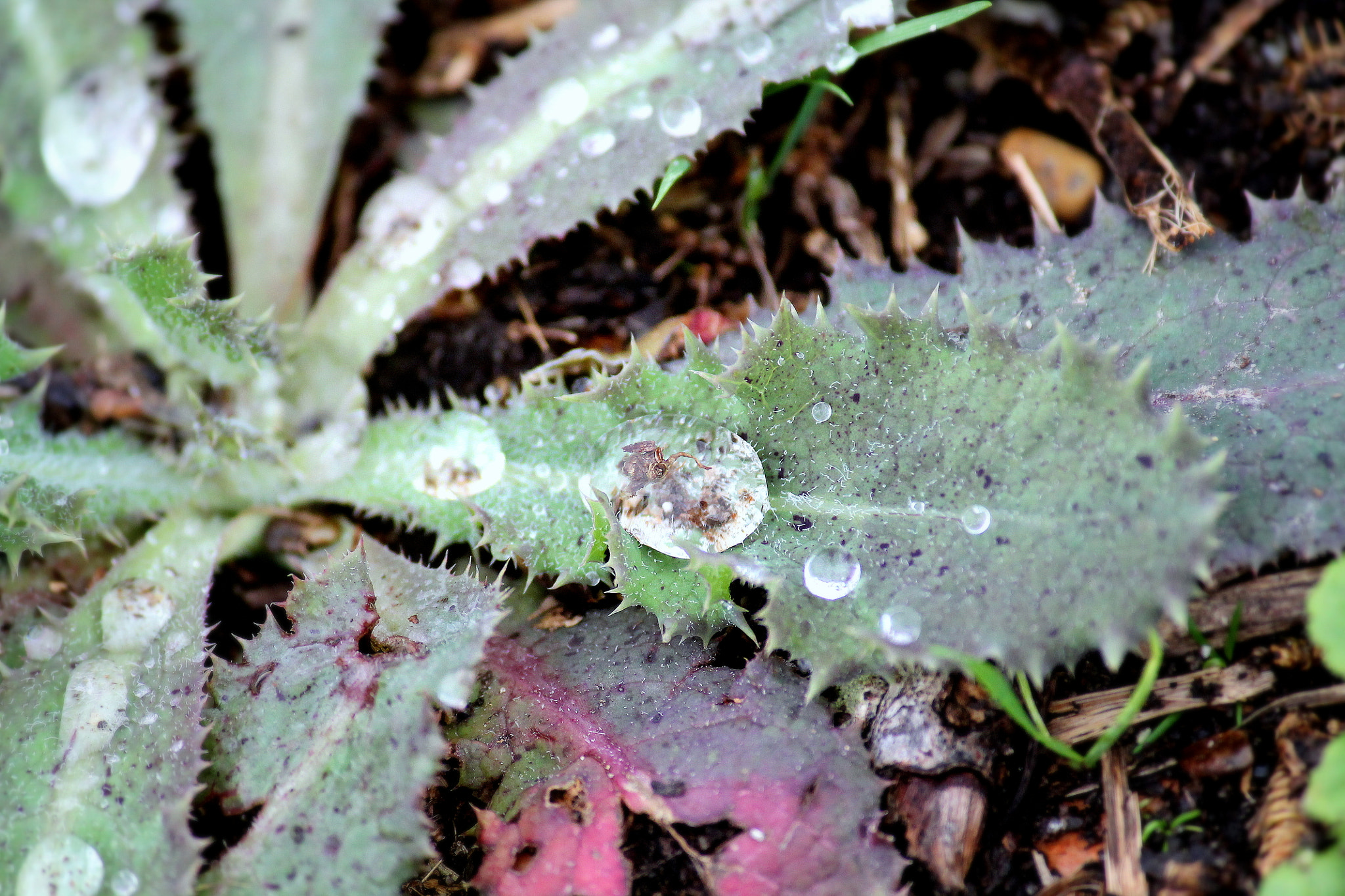 Canon EOS 1100D (EOS Rebel T3 / EOS Kiss X50) sample photo. Garden weed, louisiana, february 2012 photography