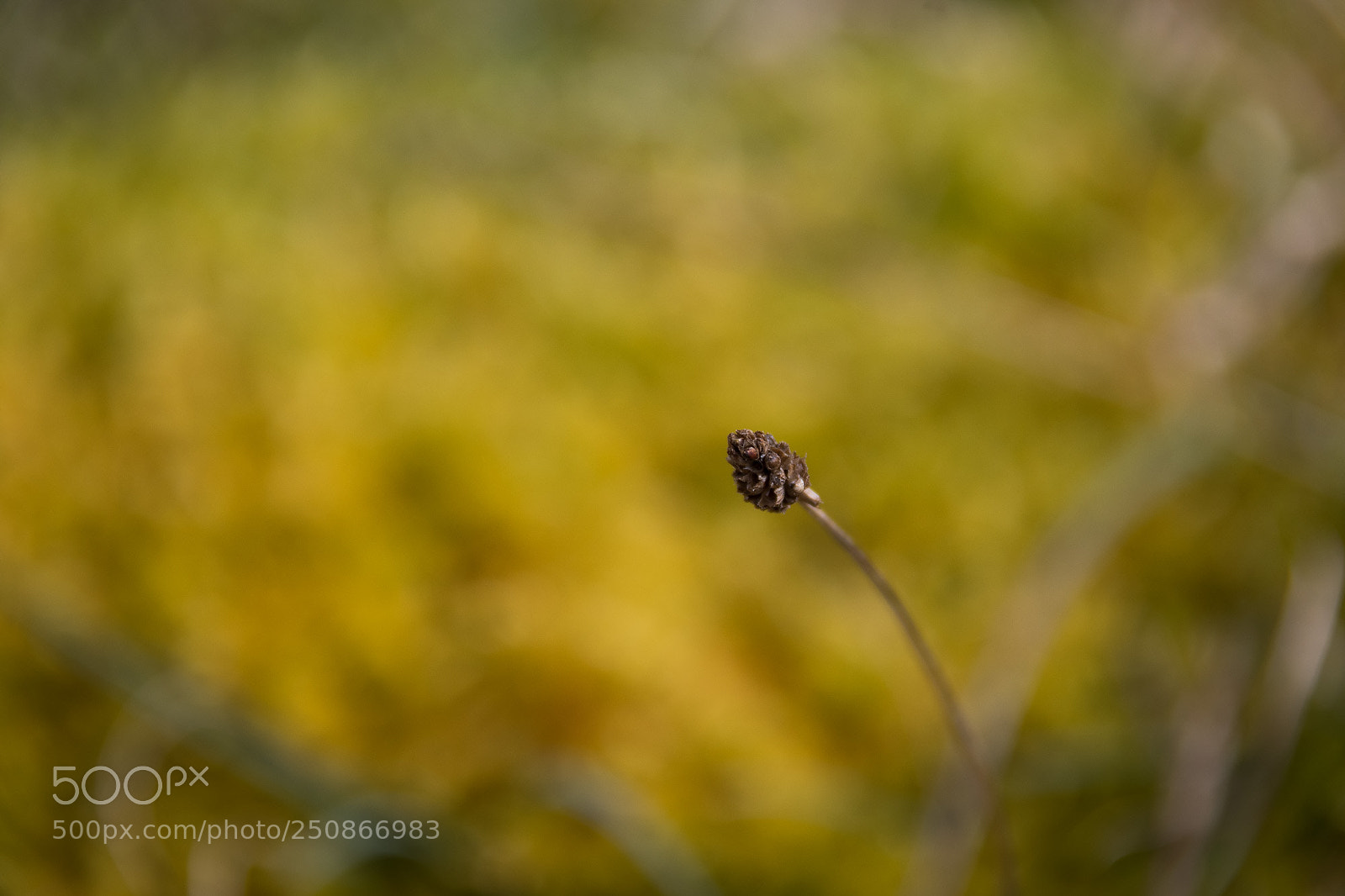 Nikon D500 sample photo. Stand alone photography