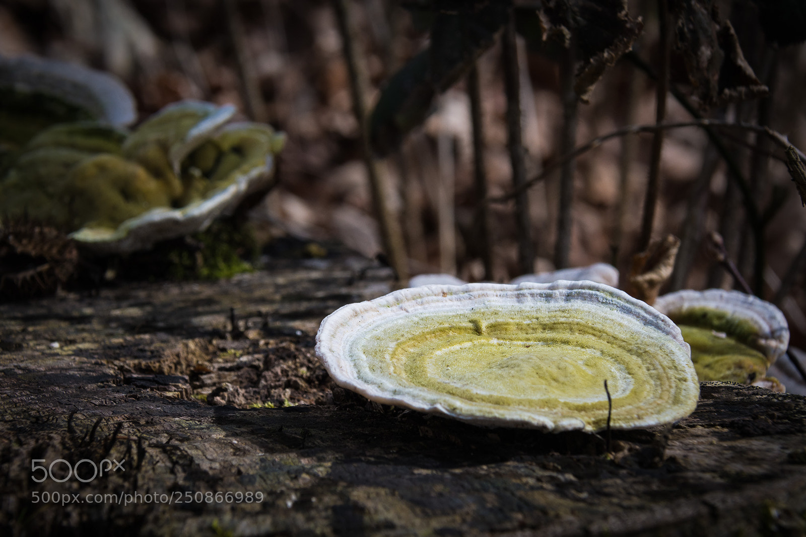 Nikon D500 sample photo. Fungi on a tree photography
