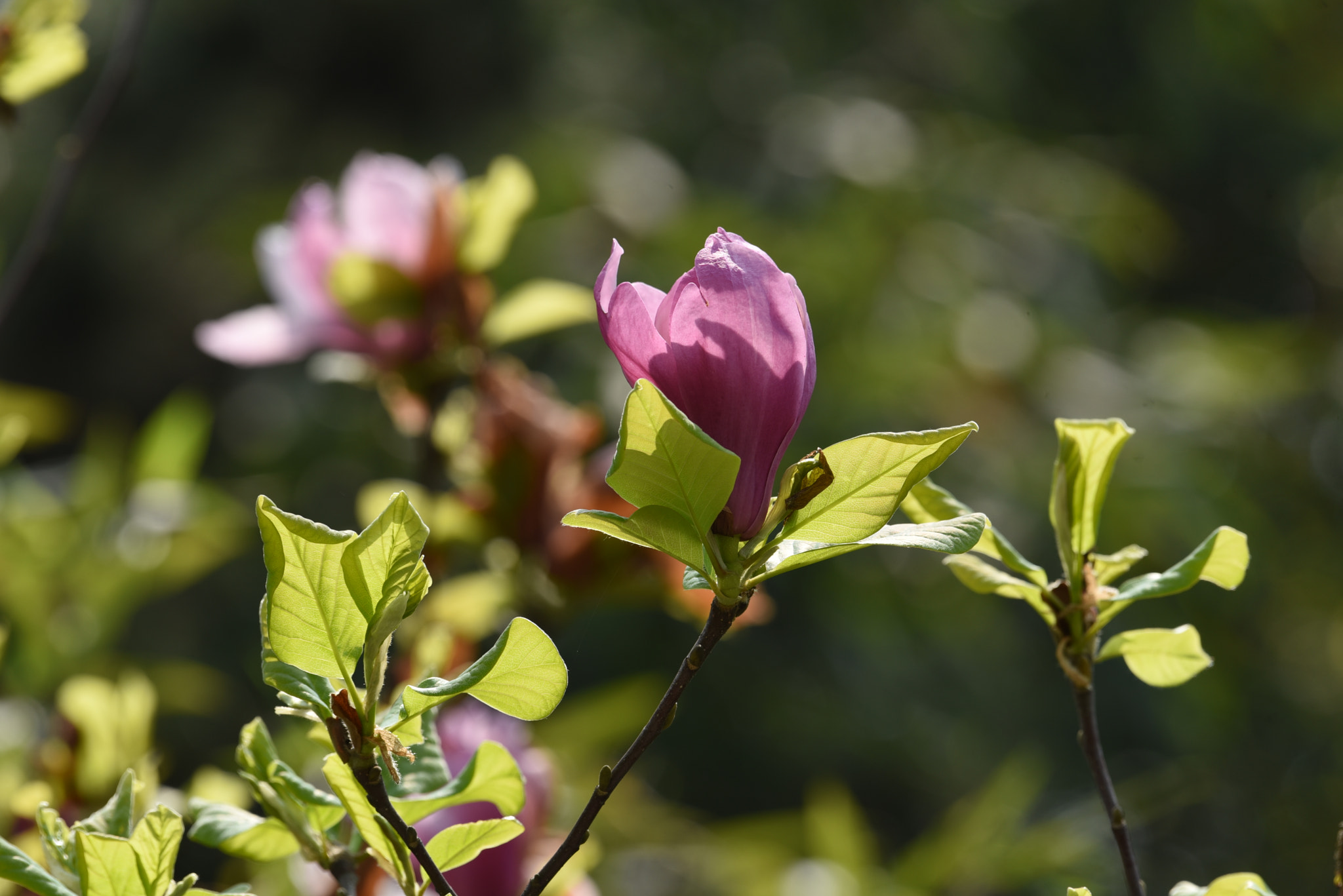 Nikon AF-S Nikkor 200-500mm F5.6E ED VR sample photo. 玉兰 photography