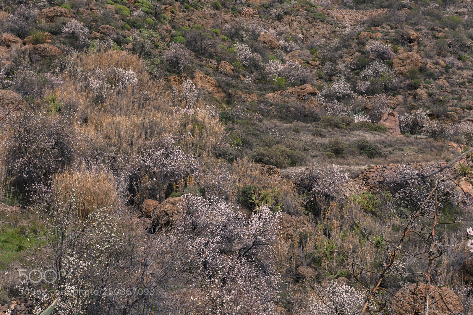 Nikon D7200 sample photo. The almonds trees's mountain photography