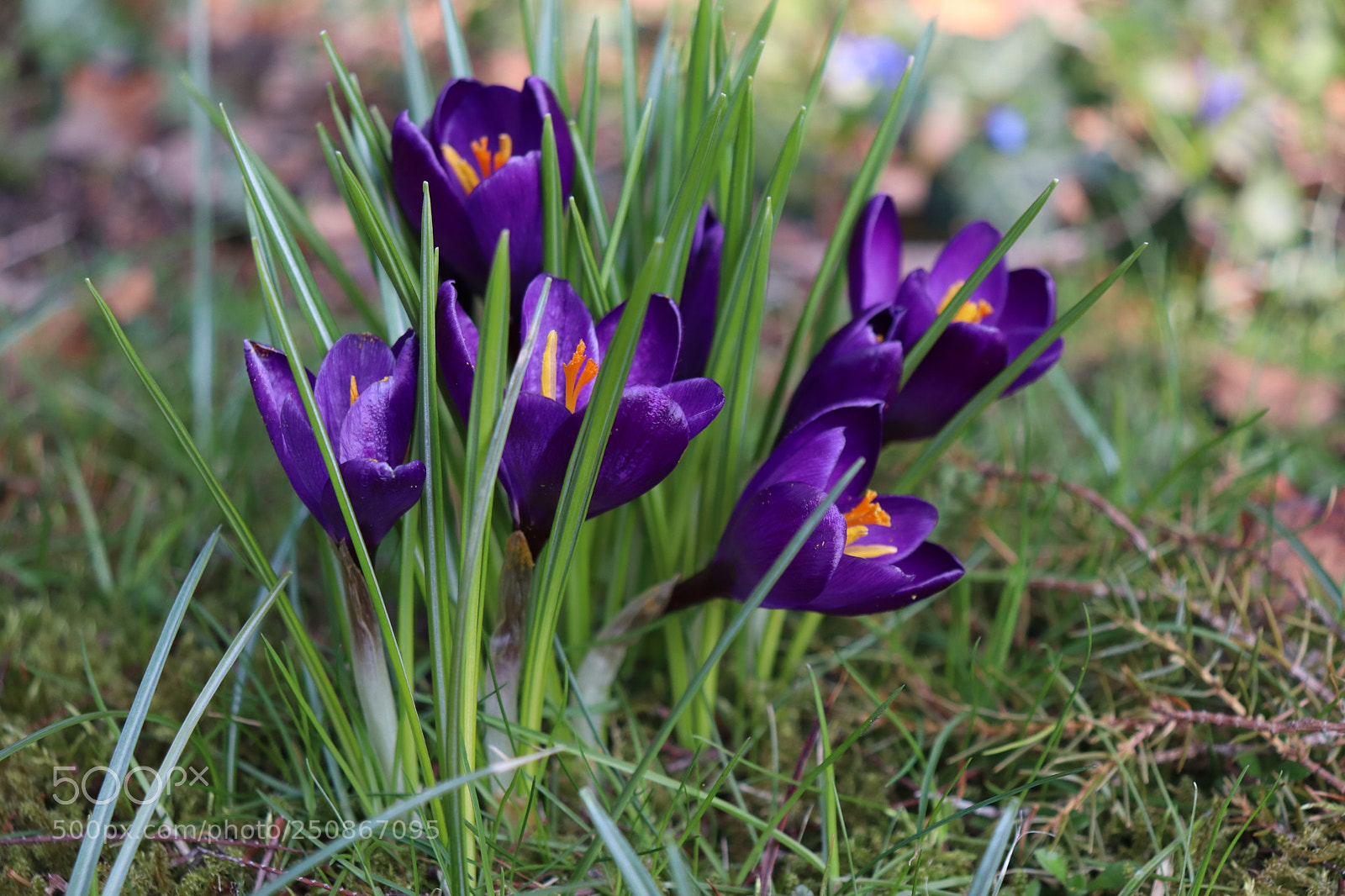 Canon EOS 200D (EOS Rebel SL2 / EOS Kiss X9) sample photo. Springtime photography