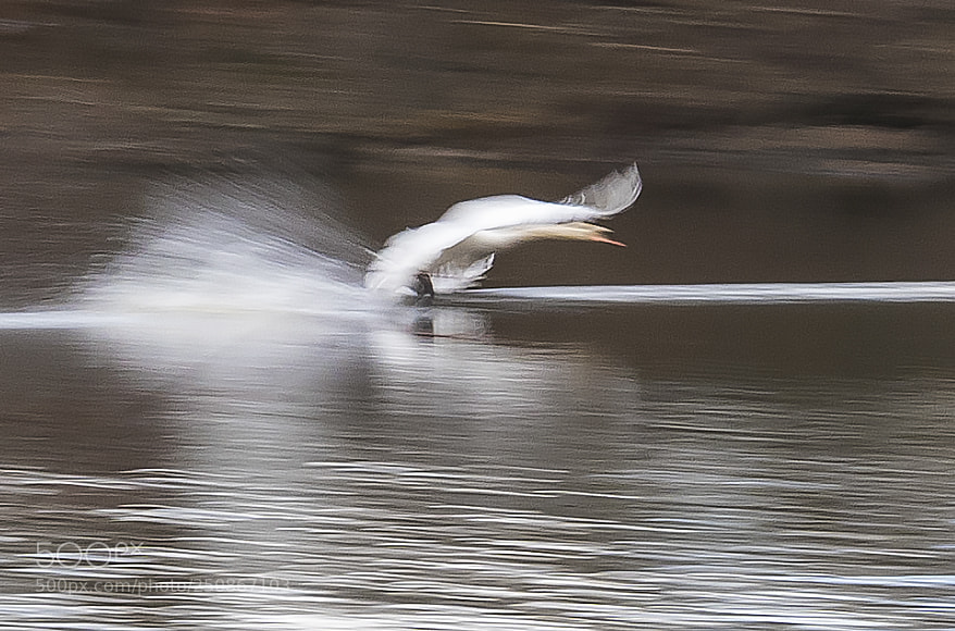 Nikon D850 sample photo. Faster than a speeding photography