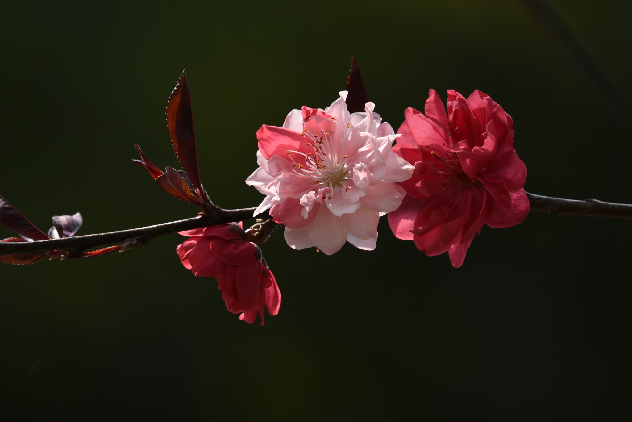 Nikon AF-S Nikkor 200-500mm F5.6E ED VR sample photo