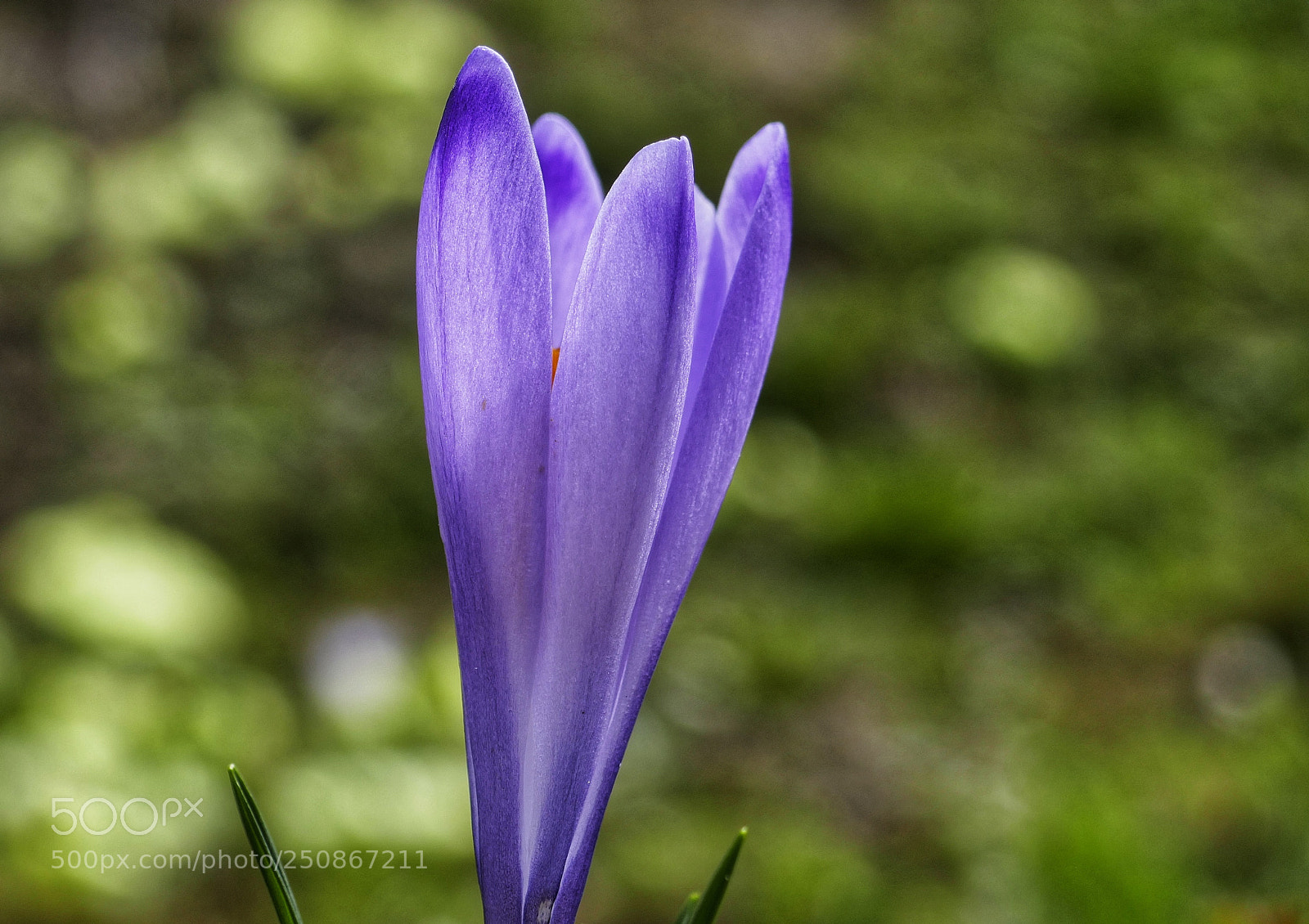 Panasonic Lumix DMC-ZS100 (Lumix DMC-TZ100) sample photo. Finally spring photography