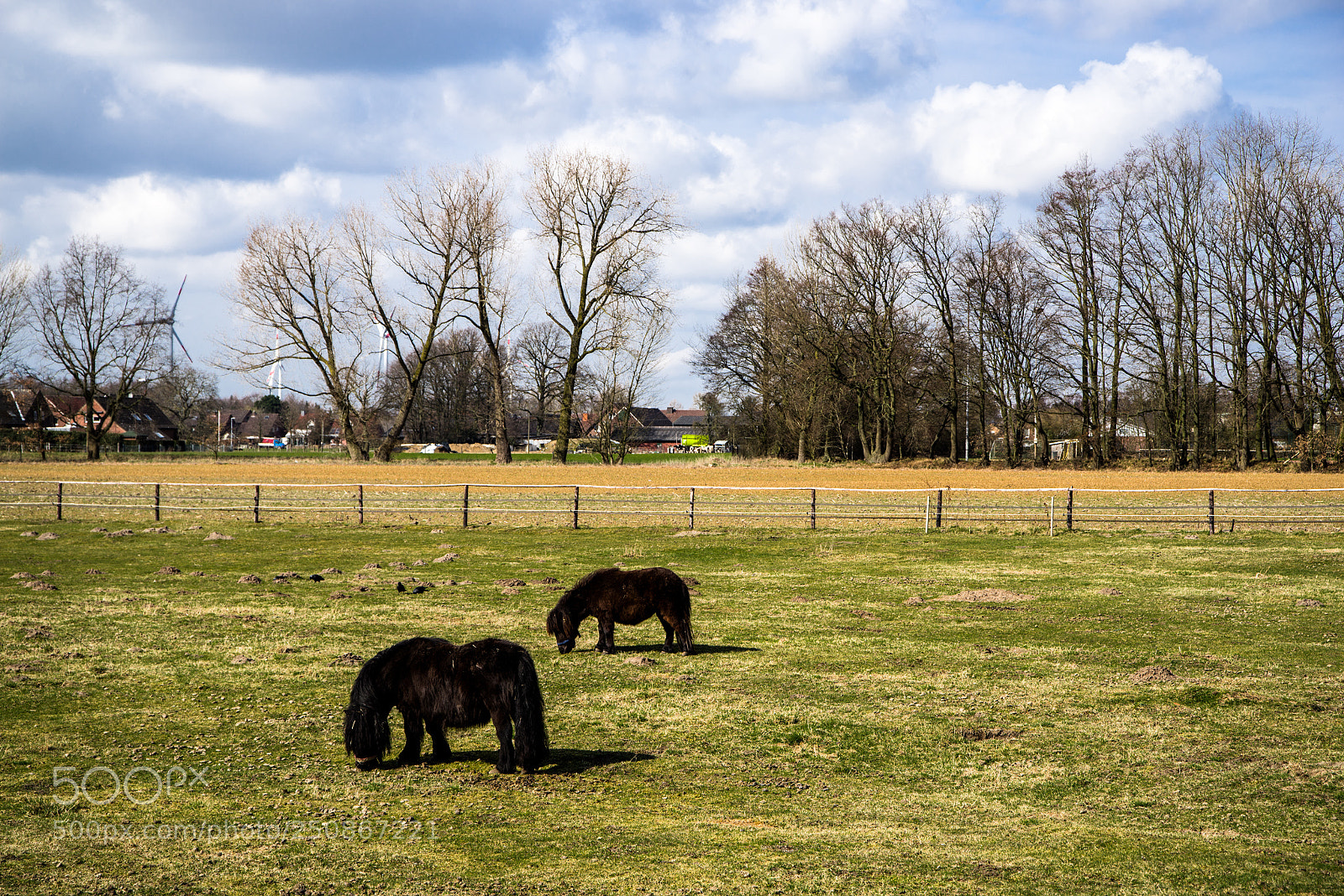 Pentax K-1 sample photo. Pony 2 photography
