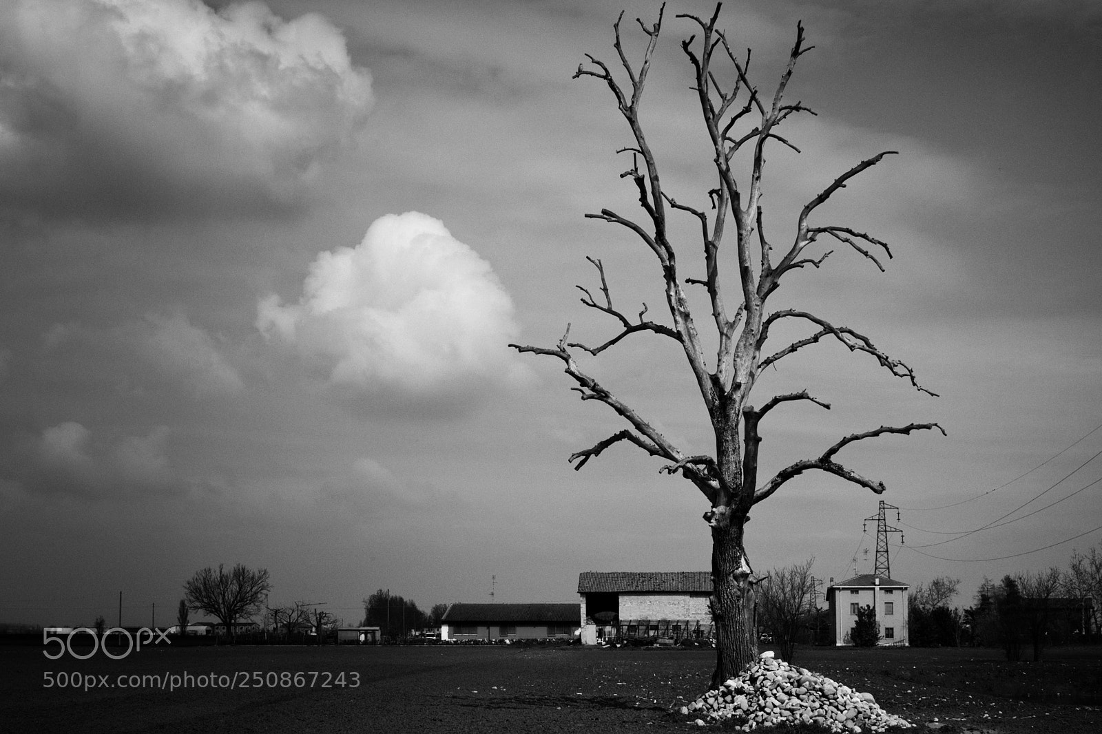 Canon EOS 100D (EOS Rebel SL1 / EOS Kiss X7) sample photo. Old dead tree photography