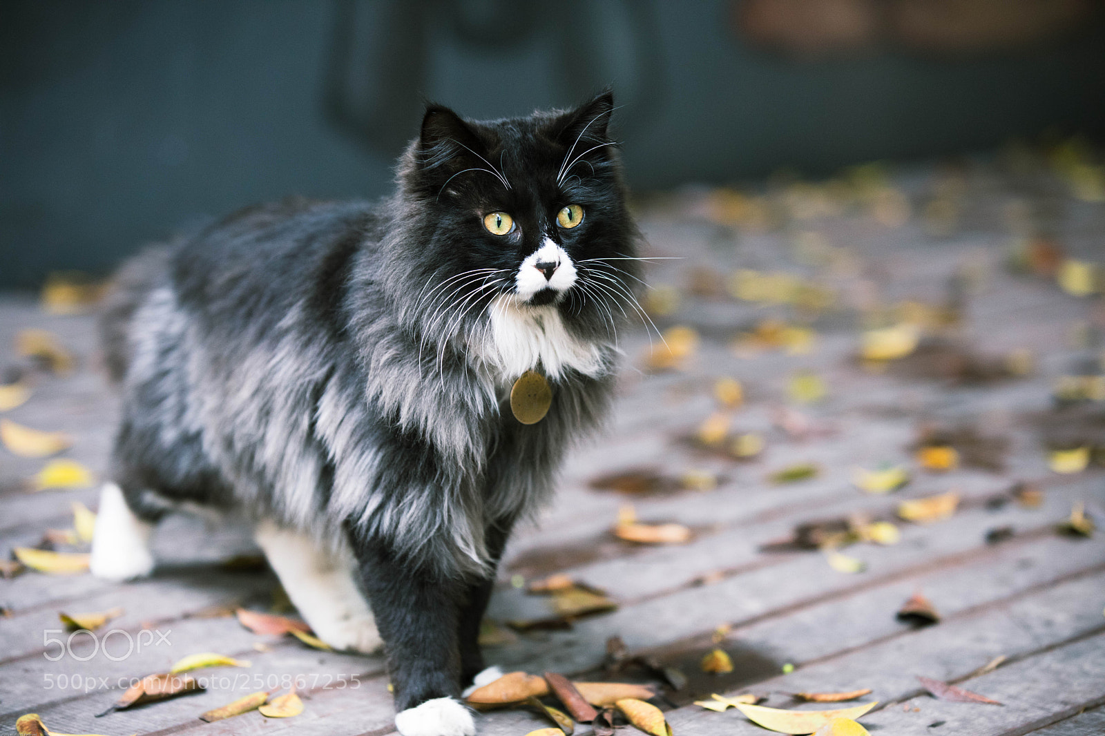 Canon EOS 5D Mark IV sample photo. 喵儿石的猫 photography