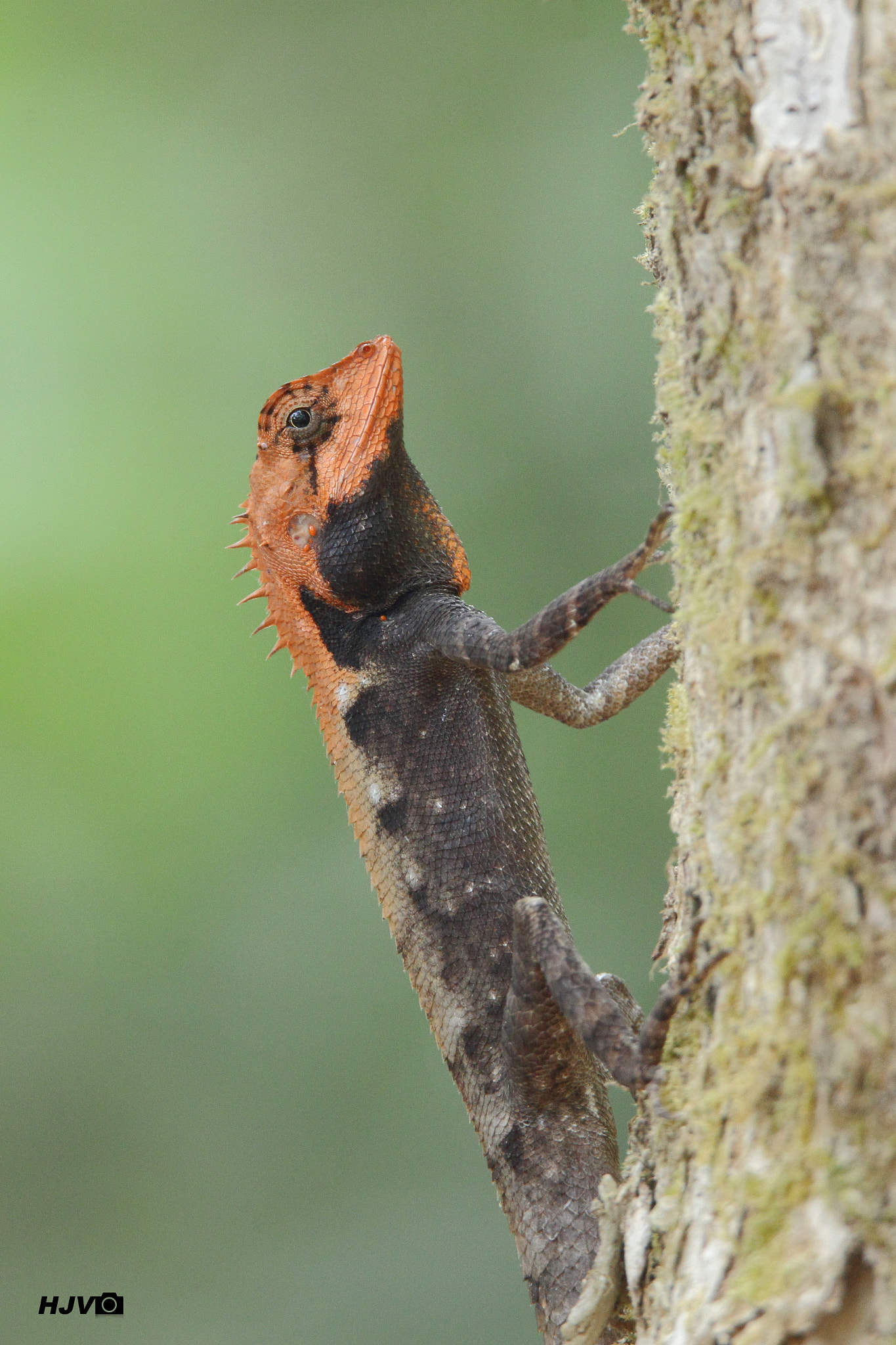 Canon EOS 600D (Rebel EOS T3i / EOS Kiss X5) sample photo. Roux's forest lizard photography