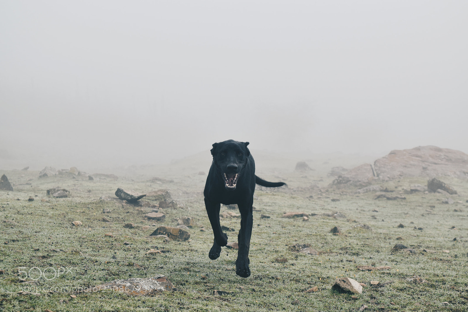 Nikon D5300 sample photo. Wild dog photography