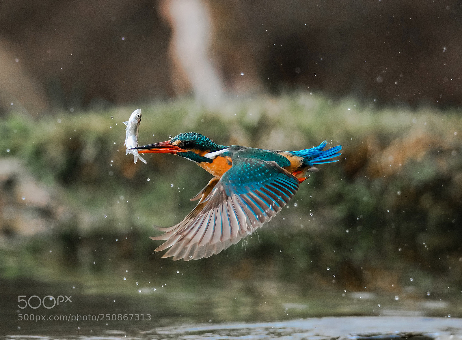 Canon EOS-1D X Mark II sample photo. Kingfisher splash v!!!! photography