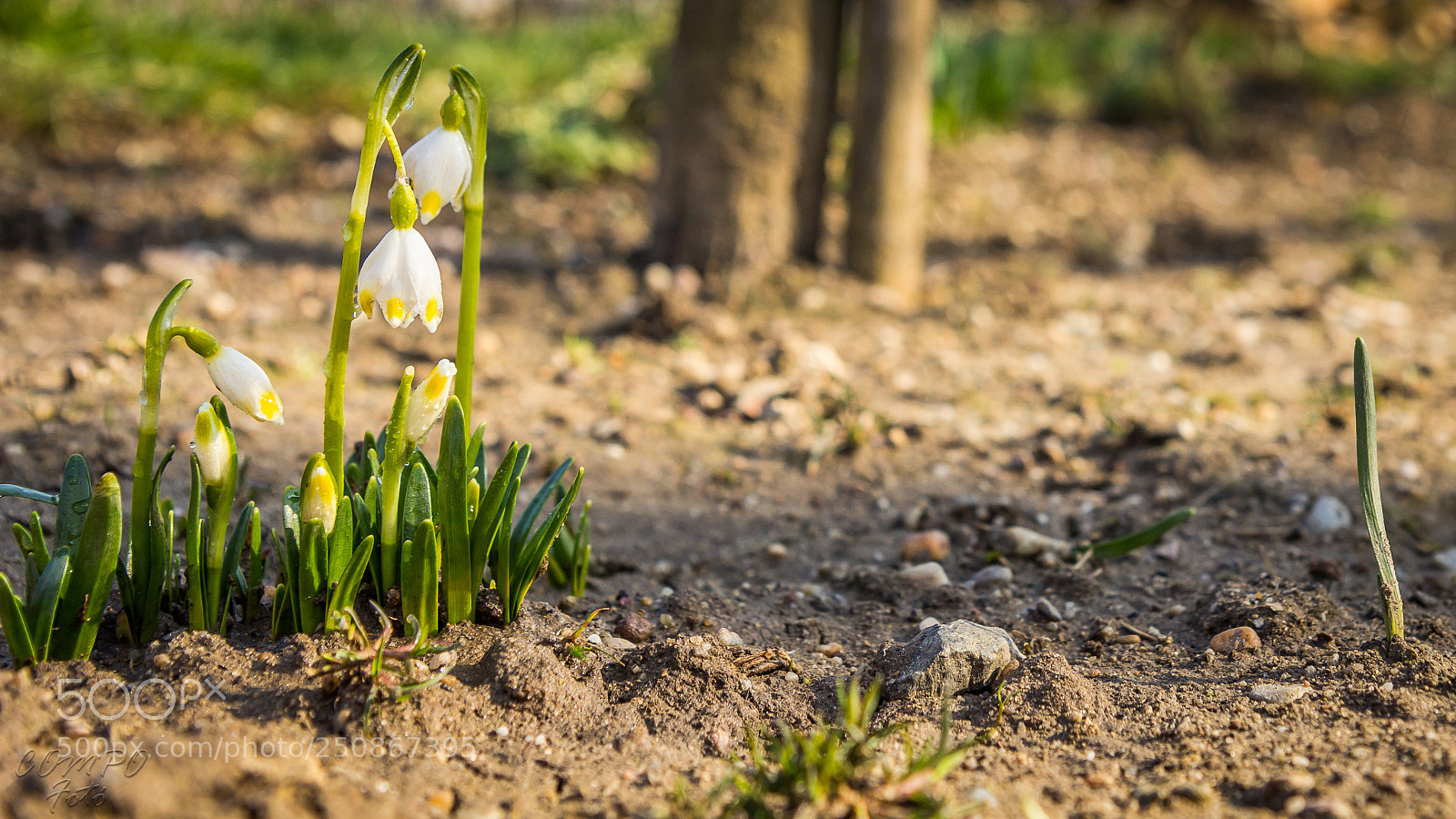 Canon EOS 60D sample photo. Spring flower photography