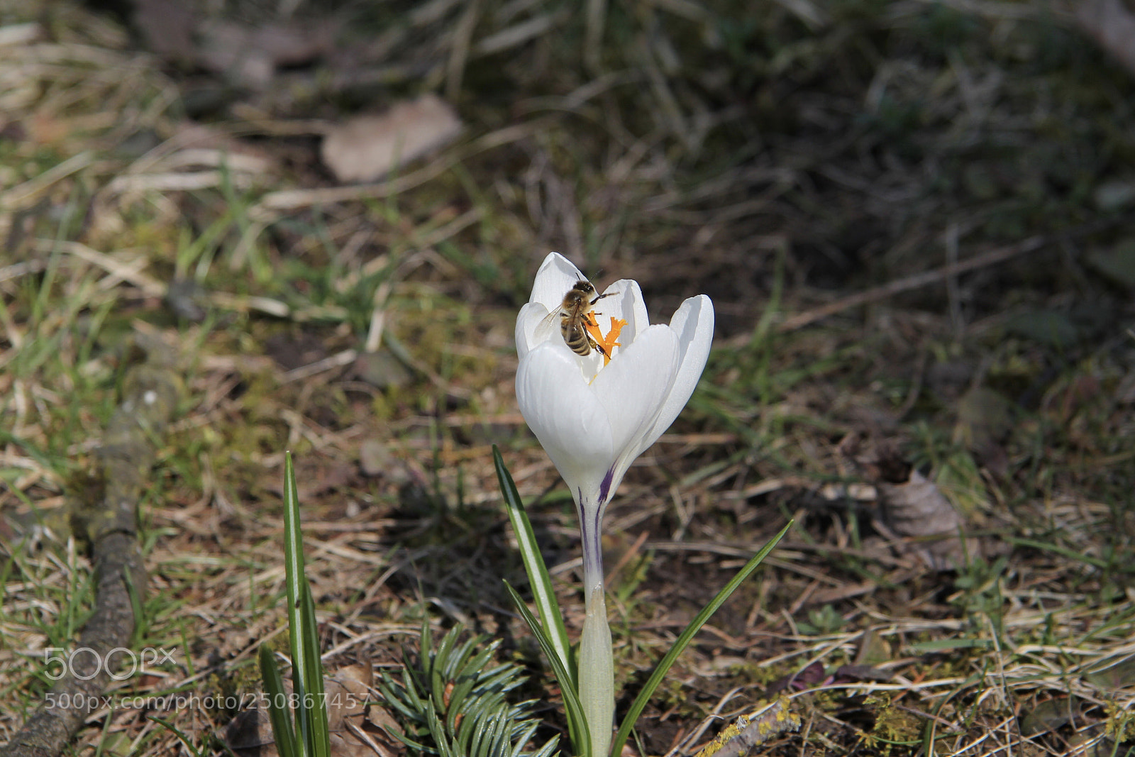 Canon EOS 60D sample photo. Untitled photography