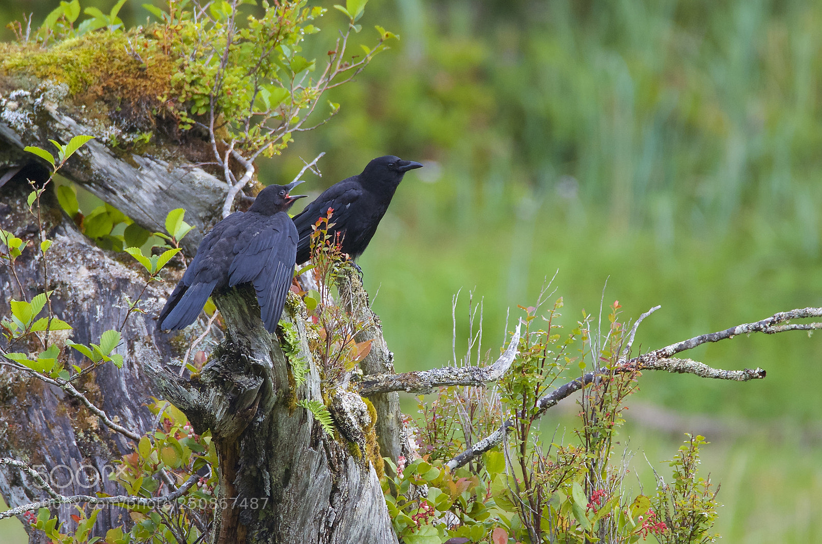 Nikon D7000 sample photo. Two crows for joy photography