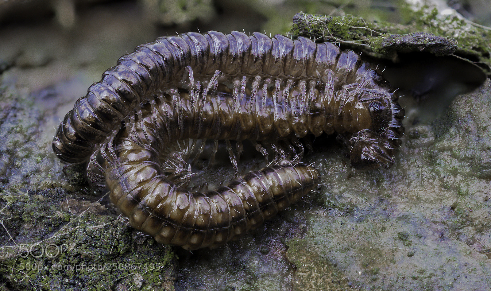 Olympus OM-D E-M1 Mark II sample photo. Couple of brachydesmus superus photography