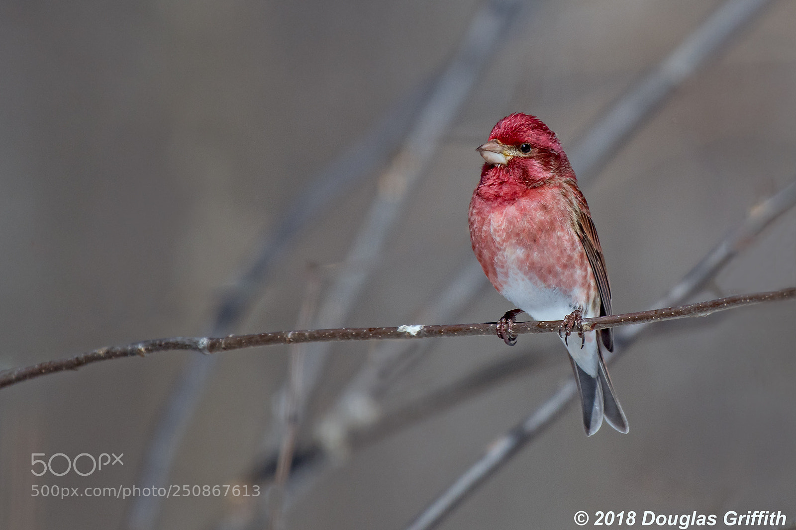 Nikon D500 sample photo. Male purple finch haemorhous photography