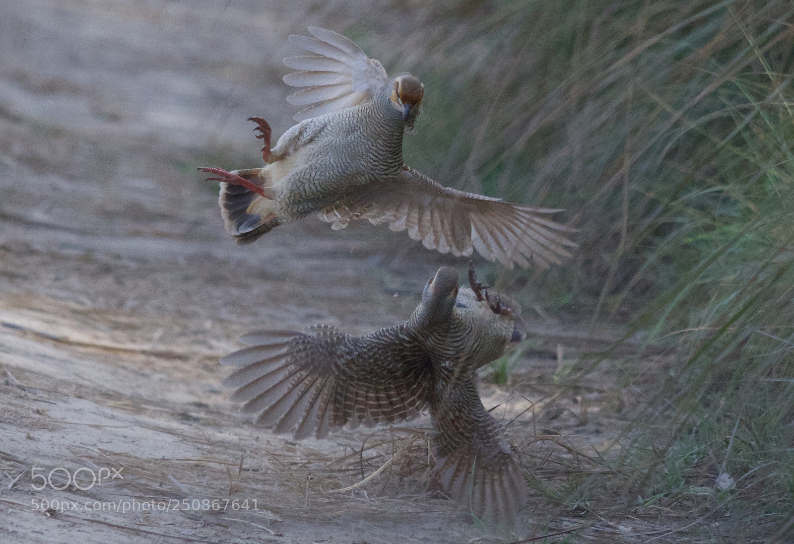 Nikon D500 sample photo. Flying kick! photography