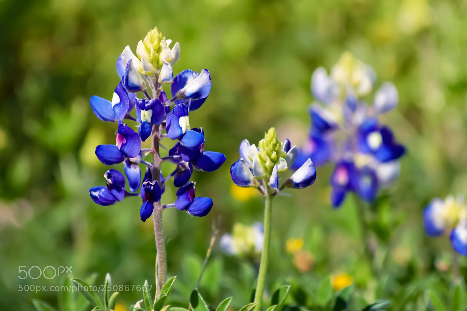 Canon EOS 80D sample photo. Texas wildflowers series photography