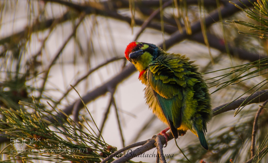 Nikon D5100 sample photo. Coppersmith barbet photography