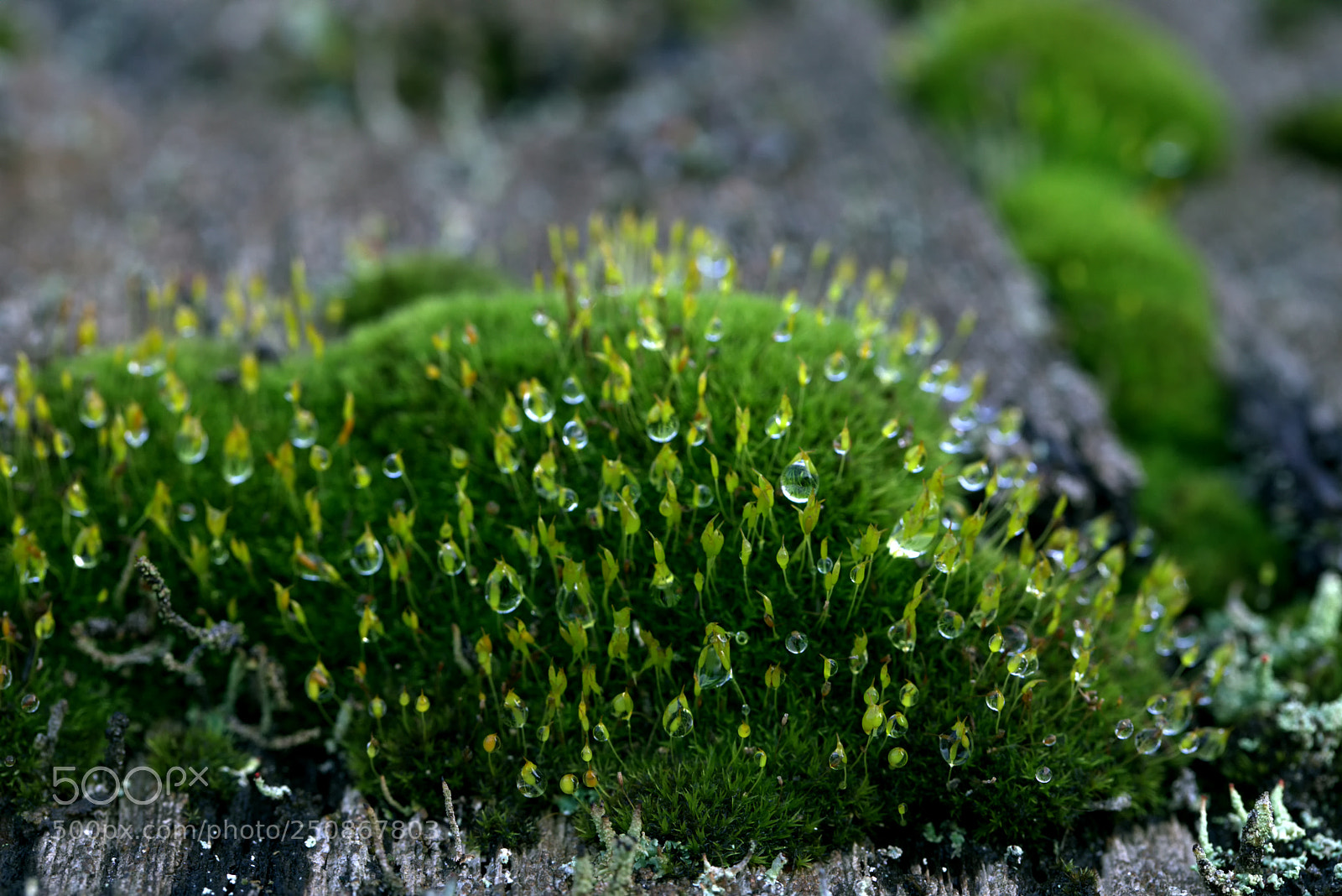 Canon EOS 5D Mark IV sample photo. Moss and cedar photography
