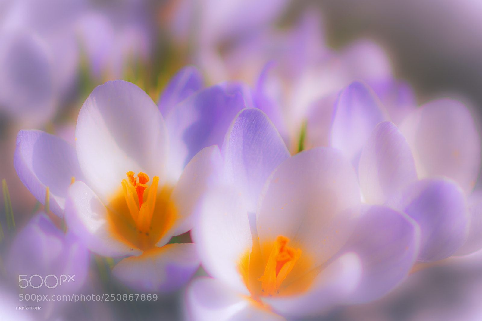 Canon EOS 7D sample photo. Spring is coming home photography