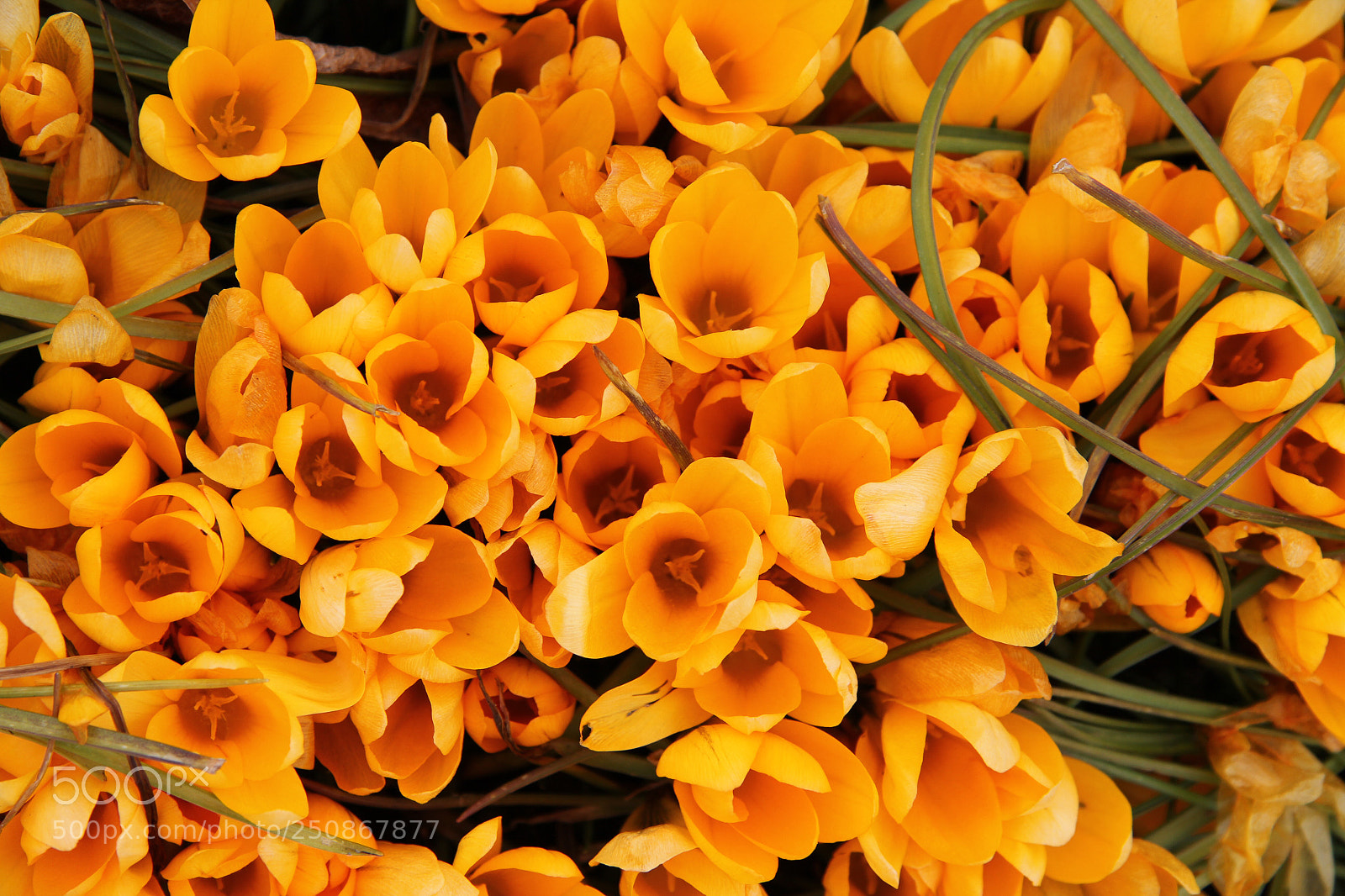 Canon EOS 60D sample photo. Untitled photography