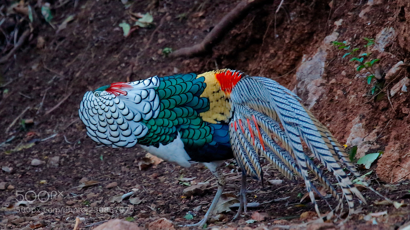 Canon EOS 5DS sample photo. 白腹锦鸡 photography