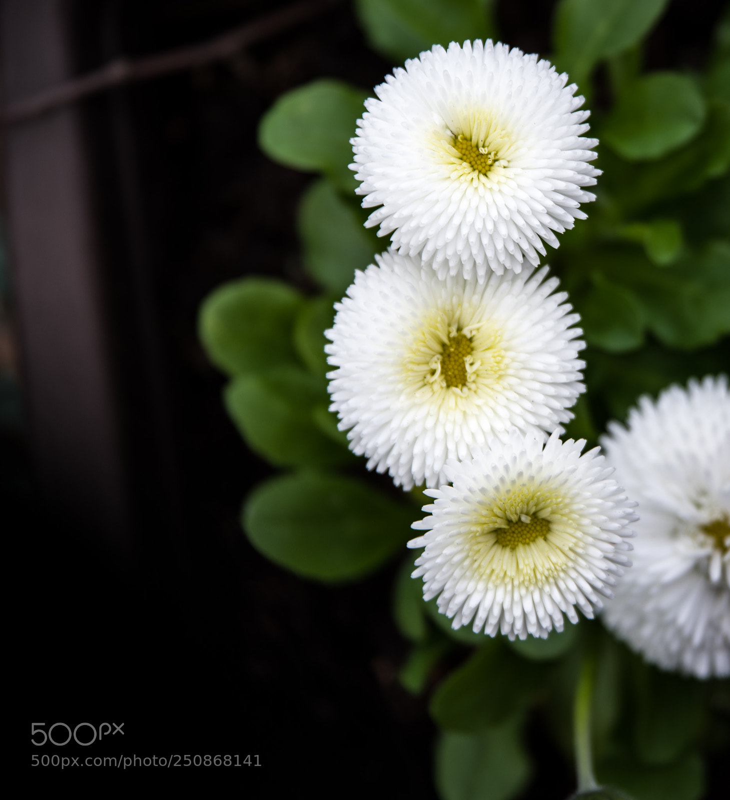 Pentax K-1 sample photo. White and yellow photography